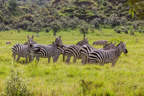Zebras Hell Gate Nationalpark Kenia — Stockfoto
