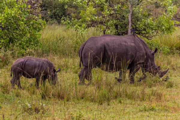 Ziwa Gergedan Sığınağı 'ndaki Güney Beyaz Gergedan (Ceratotherium simum simum), Uganda