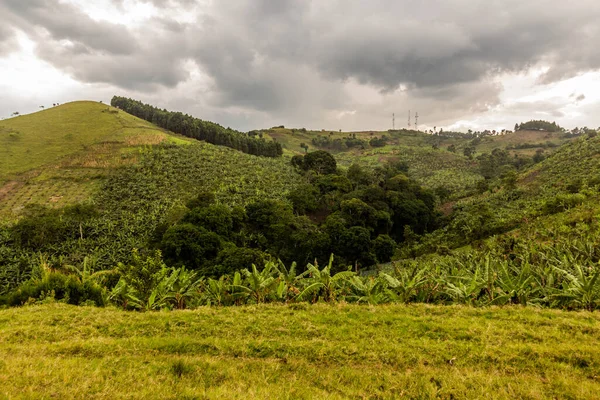 Banánové Plantáže Oblasti Kráterních Jezer Blízkosti Fort Portal Uganda — Stock fotografie