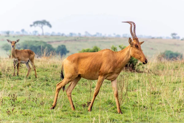 Lelwel Hartebeest Alcelaphus Buselaphus Lelwel Parque Nacional Murchison Falls Uganda — Fotografia de Stock