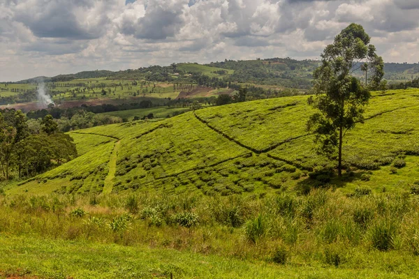 stock image Tea plantations near Rweetera village in the crater lakes region near Fort Portal, Uganda