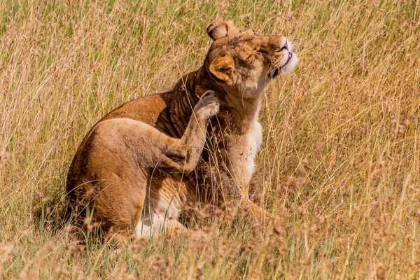 Lioness Masai Mara National Reserve Kenya — Stock Photo, Image