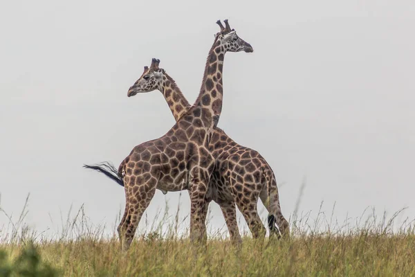 Girafes Dans Parc National Murchison Falls Ouganda — Photo