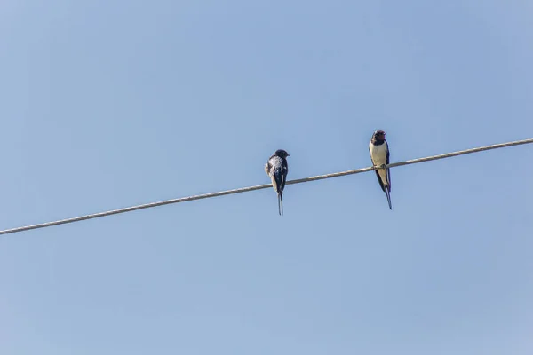 Barn Swallows Hirundo Rustica Wires Naivasha Lake Kenya — Stock Photo, Image