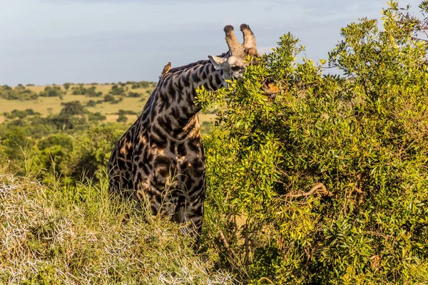 Kenya Daki Masai Mara Ulusal Rezervi Nde Zürafa — Stok fotoğraf