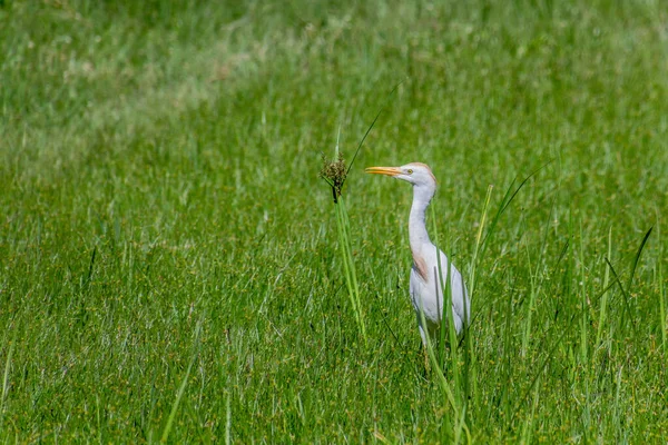 stock image Cattle Egret (Bubulcus ibis) near Lake Victoria in Entebbe, Uganda