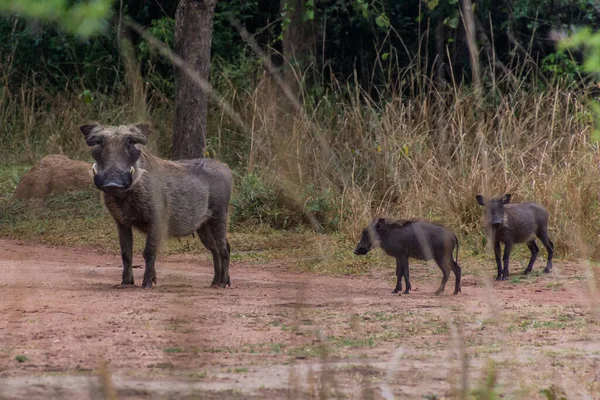 Warthogs in Ziwa Rhino Sanctuary, Uganda