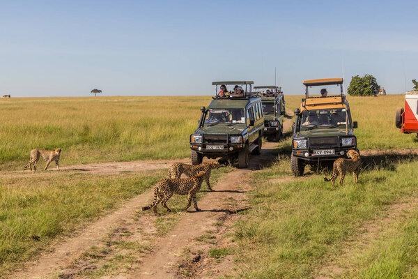 MASAI MARA, KENYA - FEBRUARY 19, 2020: Safari vehicles and cheetahs in Masai Mara National Reserve, Kenya