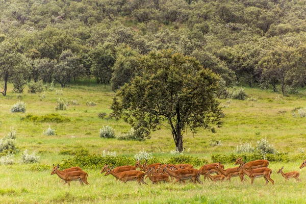 Impalas Aepyceros Melampus Parku Narodowym Hell Gate Kenia — Zdjęcie stockowe