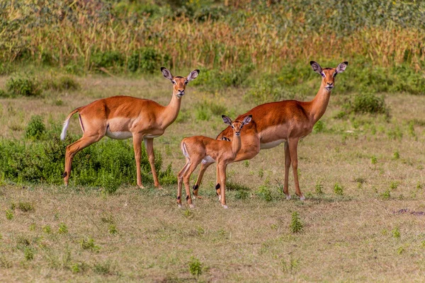 Impalas Aepyceros Melampus Vid Crescent Island Game Sanctuary Vid Sjön — Stockfoto