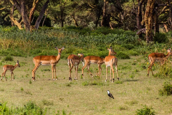 Impalas Aepyceros Melampus Crescent Island Game Sanctuary Lago Naivasha Kenia —  Fotos de Stock