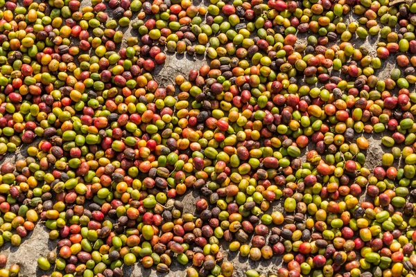 Kávová Zrna Suší Vesnici Kilembe Uganda — Stock fotografie