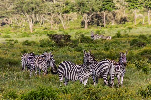 Cebras Parque Nacional Hell Gate Kenia — Foto de Stock