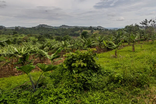 stock image Lush landscape of the crater lakes region near Fort Portal, Uganda