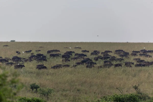 Búfalos Africanos Syncerus Caffer Parque Nacional Murchison Falls Uganda —  Fotos de Stock
