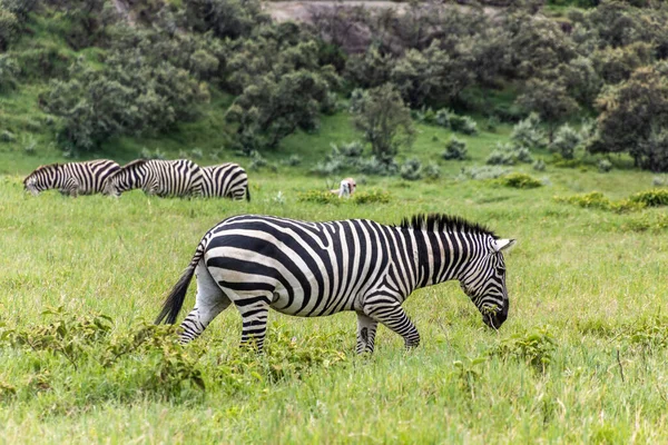 Zebras Parque Nacional Portão Inferno Quênia — Fotografia de Stock