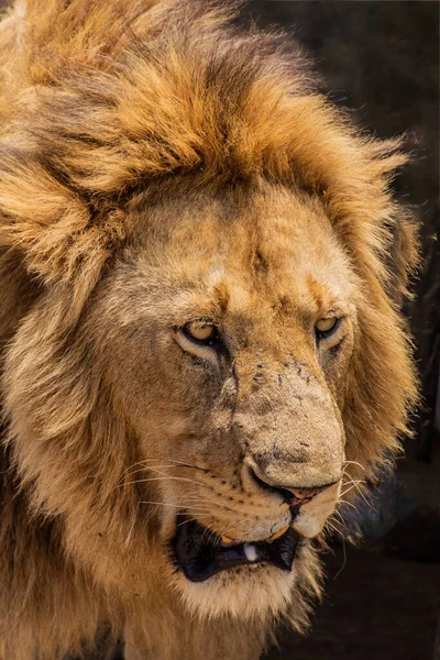 Lion Masai Mara National Reserve Kenya Royalty Free Stock Images
