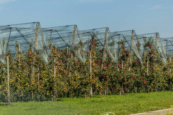 Сады Apple Возле Озера Констанц Штат Баден Вюртемберг Германия — стоковое фото