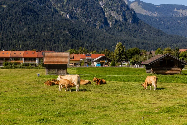 Vacas Garmisch Partenkirchen Bayern Alemania — Foto de Stock