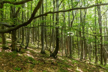 Bulgaristan 'ın Shipka Tepesi' ndeki kayın ormanı