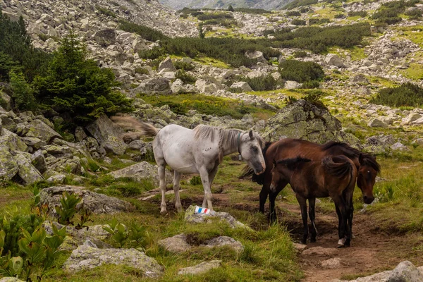 Cavalos Nas Montanhas Rila Bulgária — Fotografia de Stock