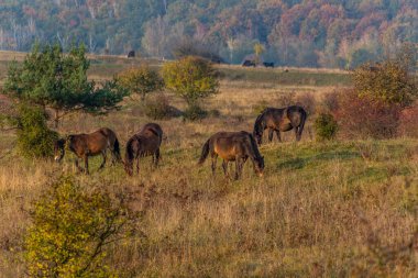 Avrupa vahşi atları (Equus ferus ferus) Çek Cumhuriyeti 'nin Milovice Nature Reserve kentinde