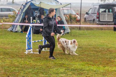 LYSA NAD LABEM, CZECH REUBLIC - 28 Eylül 2020: Çek Cumhuriyeti Lysa nad Labem 'de çeviklik yarışması sırasında köpek ve bir idareci
