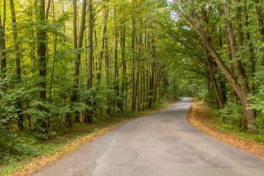 Çek Cumhuriyeti 'nin Sazava kasabası yakınlarındaki kırsal yol