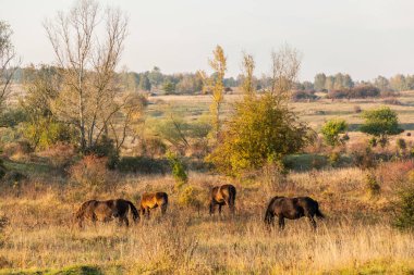 Çek Cumhuriyeti, Milovice Doğa Rezervi 'ndeki Exmoor midillisi atları