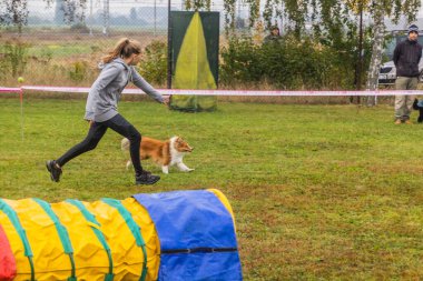 LYSA NAD LABEM, CZECH REUBLIC - 28 Eylül 2020: Çek Cumhuriyeti Lysa nad Labem 'de çeviklik yarışması sırasında köpek ve bir idareci