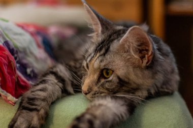 Genç Maine Rakunu yatağın üstünde