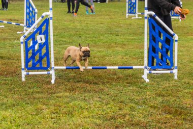 Çeviklik yarışmasında köpek eğitmeni atlamak