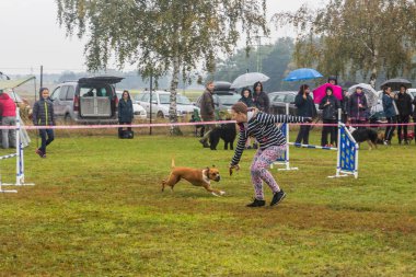 LYSA NAD LABEM, CZECH REUBLIC - 28 Eylül 2020: Çek Cumhuriyeti Lysa nad Labem 'de çeviklik yarışması sırasında köpek ve bir idareci
