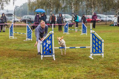 LYSA NAD LABEM, CZECH REUBLIC - 28 Eylül 2020: Çek Cumhuriyeti Lysa nad Labem 'de çeviklik yarışması sırasında köpek ve bir idareci