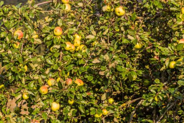 Ağaçtaki elmaların görüntüsü