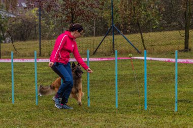 LYSA NAD LABEM, CZECH REUBLIC - 28 Eylül 2020: Çek Cumhuriyeti Lysa nad Labem 'de çeviklik yarışması sırasında köpek ve dokuma direkleri denetleyicisi
