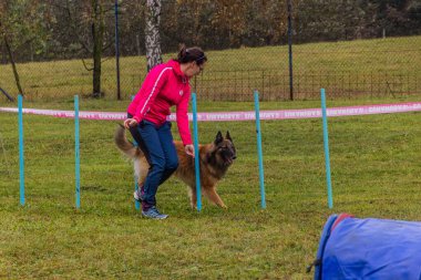 LYSA NAD LABEM, CZECH REUBLIC - 28 Eylül 2020: Çek Cumhuriyeti Lysa nad Labem 'de çeviklik yarışması sırasında köpek ve dokuma direkleri denetleyicisi