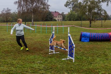 LYSA NAD LABEM, CZECH REPUBLIC - 28 Eylül 2020: Çek Cumhuriyeti Lysa nad Labem 'de çeviklik yarışması sırasında bir hurdlee üzerinden atlayan köpek ve bir idareci