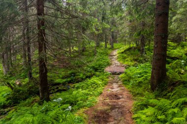 Slovakya 'daki Nizke Tatry dağlarında yürüyüş yolu