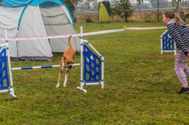 LYSA NAD LABEM, CZECH REPUBLIC - 28 Eylül 2020: Çek Cumhuriyeti Lysa nad Labem 'de çeviklik yarışması sırasında bir hurdlee üzerinden atlayan köpek ve bir idareci