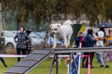 Çeviklik yarışmasında engelleri aşan köpek.
