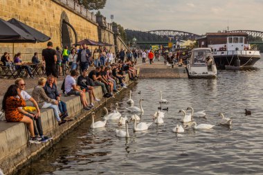 PRAG, CZECH REPUBLIC - 6 Eylül 2020: Çek Cumhuriyeti 'nin Prag kentindeki Rasinovo toprak setinde insanlar ve kuğular
