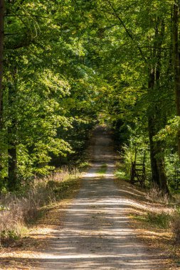 Çek Cumhuriyeti 'nin Cesky Sternberk yakınlarındaki bir ormanda yol