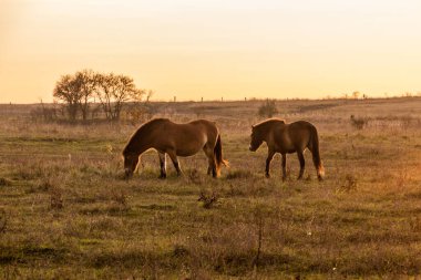 Çek Cumhuriyeti, Milovice Doğa Rezervi 'ndeki Exmoor midillisi atları