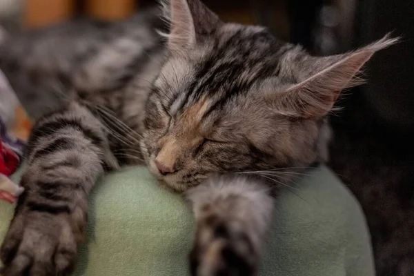 Young Maine Coon Cat Sleeping Bed — Stock Photo, Image