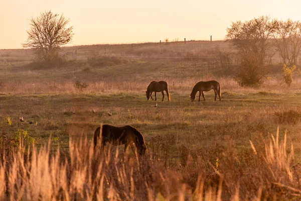 Caballos Salvajes Equus Ferus Una Reserva Cerca Milovice Chequia — Foto de Stock