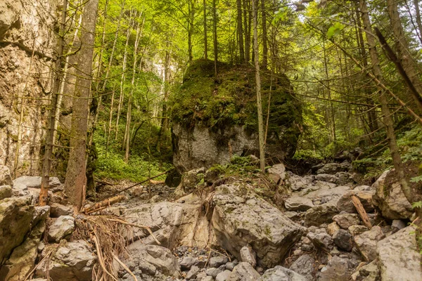 Slovakya 'nın Nizke Tatry dağlarındaki Huciaky vadisi