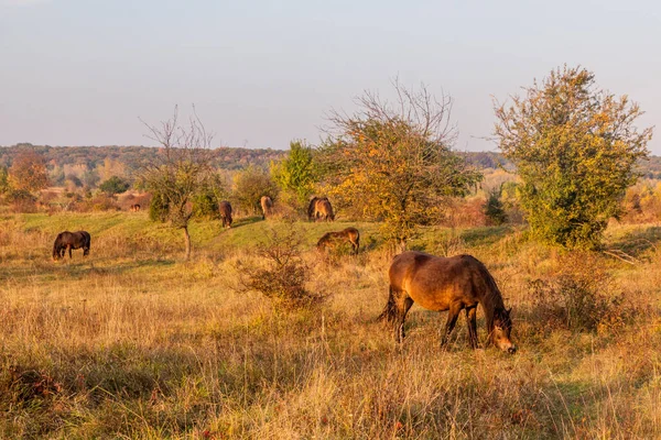 Европейские Дикие Лошади Equus Ferus Ferus Заповеднике Миловице Чехия — стоковое фото