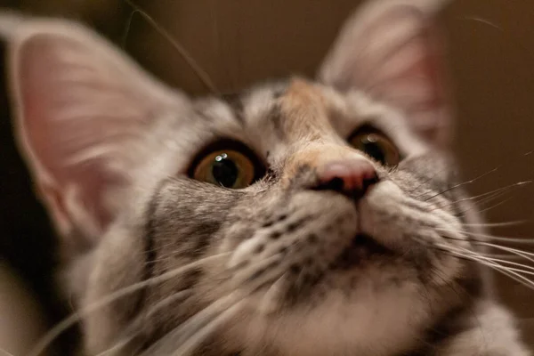 Взгляд Молодой Кошки Майн Кун — стоковое фото