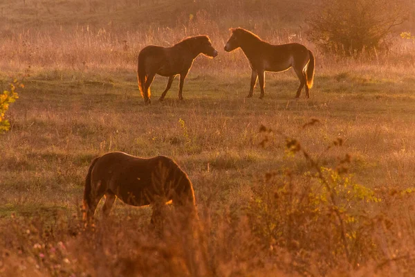 Wildpferde Equus Ferus Einem Reservat Bei Milovice Tschechien — Stockfoto